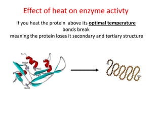 Effect of heat on enzyme activty
  If you heat the protein above its optimal temperature
                        bonds break
meaning the protein loses it secondary and tertiary structure
 