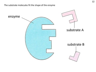 12
The substrate molecules fit the shape of the enzyme



    enzyme


                                                      substrate A


                                                      substrate B
 