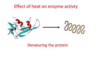 Effect of heat on enzyme activty




      Denaturing the protein
 