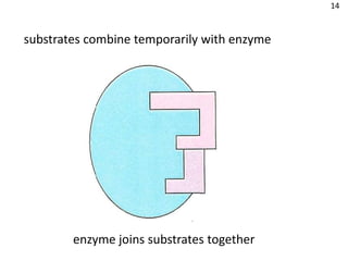 14



substrates combine temporarily with enzyme




        enzyme joins substrates together
 