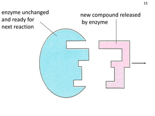 15

enzyme unchanged   new compound released
and ready for      by enzyme
next reaction
 