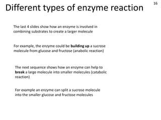 16
Different types of enzyme reaction
 The last 4 slides show how an enzyme is involved in
 combining substrates to create a larger molecule


  For example, the enzyme could be building up a sucrose
  molecule from glucose and fructose (anabolic reaction)



  The next sequence shows how an enzyme can help to
  break a large molecule into smaller molecules (catabolic
  reaction)


  For example an enzyme can split a sucrose molecule
  into the smaller glucose and fructose molecules
 