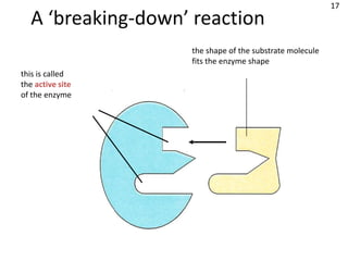 17
  A ‘breaking-down’ reaction
                   the shape of the substrate molecule
                   fits the enzyme shape
this is called
the active site
of the enzyme
 
