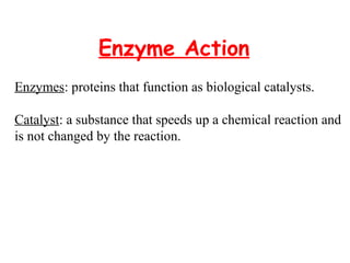 Enzyme Action Enzymes : proteins that function as biological catalysts. Catalyst : a substance that speeds up a chemical reaction and  is not changed by the reaction. 