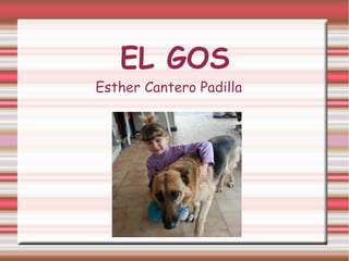 EL GOS
Esther Cantero Padilla
 