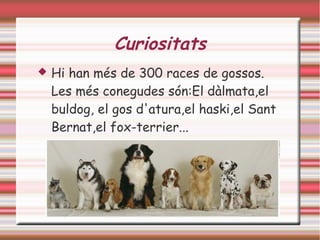 Curiositats
   Hi han més de 300 races de gossos.
    Les més conegudes són:El dàlmata,el
    buldog, el gos d'atura,el haski,el Sant
    Bernat,el fox-terrier...
 