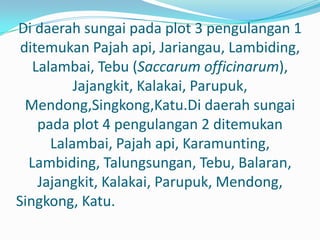 Di daerah sungai pada plot 3 pengulangan 1
 ditemukan Pajah api, Jariangau, Lambiding,
   Lalambai, Tebu (Saccarum officinarum),
          Jajangkit, Kalakai, Parupuk,
  Mendong,Singkong,Katu.Di daerah sungai
    pada plot 4 pengulangan 2 ditemukan
      Lalambai, Pajah api, Karamunting,
  Lambiding, Talungsungan, Tebu, Balaran,
    Jajangkit, Kalakai, Parupuk, Mendong,
Singkong, Katu.
 