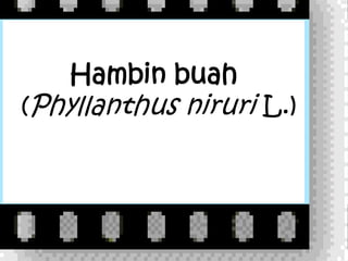 Hambin buah
(Phyllanthus niruri L.)
 