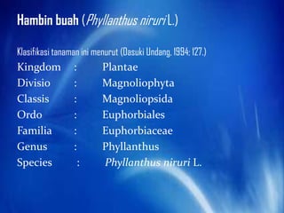 Hambin buah (Phyllanthus niruri L.)

Klasifikasi tanaman ini menurut (Dasuki Undang, 1994; 127.)
Kingdom          :        Plantae
Divisio          :        Magnoliophyta
Classis          :        Magnoliopsida
Ordo             :        Euphorbiales
Familia          :        Euphorbiaceae
Genus            :        Phyllanthus
Species           :       Phyllanthus niruri L.
 