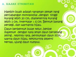 A. Kajian Etnobotani

 Hambin buah adalah tanaman semak yang
 percabangan monopodial ,dengan tinggi
 kurang lebih 20 cm, diameternya kurang
 lebih 1 cm, interkalar 6 cm. Bentuk batang
 persegi, dan warnanya hijau.
 Daun berbentuk bulat telur, betipe
 majemuk dengan tata letak daun berselang
 seling , tepinya rata, permukaan daun licin,
 warna daun hijau, teksturnya seperti
 kertas, ujung daun tumpul.
 