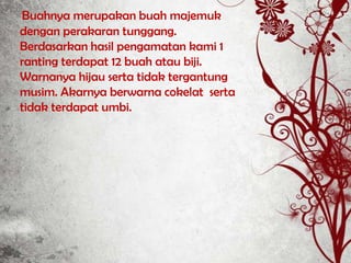 Buahnya merupakan buah majemuk
dengan perakaran tunggang.
Berdasarkan hasil pengamatan kami 1
ranting terdapat 12 buah atau biji.
Warnanya hijau serta tidak tergantung
musim. Akarnya berwarna cokelat serta
tidak terdapat umbi.
 