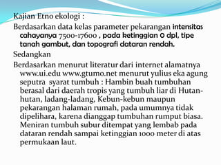 Kajian Etno ekologi :
Berdasarkan data kelas parameter pekarangan intensitas
  cahayanya 7500-17600 , pada ketinggian 0 dpl, tipe
  tanah gambut, dan topografi dataran rendah.
Sedangkan
Berdasarkan menurut literatur dari internet alamatnya
  www.ui.edu www.gtumo.net menurut yulius eka agung
  seputra syarat tumbuh : Hambin buah tumbuhan
  berasal dari daerah tropis yang tumbuh liar di Hutan-
  hutan, ladang-ladang, Kebun-kebun maupun
  pekarangan halaman rumah, pada umumnya tidak
  dipelihara, karena dianggap tumbuhan rumput biasa.
  Meniran tumbuh subur ditempat yang lembab pada
  dataran rendah sampai ketinggian 1000 meter di atas
  permukaan laut.
 