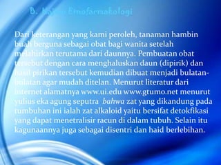 B. Kajian Etnofarmakologi

Dari keterangan yang kami peroleh, tanaman hambin
buah berguna sebagai obat bagi wanita setelah
melahirkan terutama dari daunnya. Pembuatan obat
tersebut dengan cara menghaluskan daun (dipirik) dan
hasil pirikan tersebut kemudian dibuat menjadi bulatan-
bulatan agar mudah ditelan. Menurut literatur dari
internet alamatnya www.ui.edu www.gtumo.net menurut
yulius eka agung seputra bahwa zat yang dikandung pada
tumbuhan ini ialah zat alkaloid yaitu bersifat detokfikasi
yang dapat menetralisir racun di dalam tubuh. Selain itu
kagunaannya juga sebagai disentri dan haid berlebihan.
 