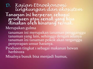 D.  Kajian Etnoekonomi
    lingkungan dan ekosistem
Tanaman ini berperan sebagai
 produsen atau semak yang bisa
 dimakan oleh binatang ternak.
Merupakan gulma
 tanaman ini merupakan tanaman pengganggu
 tanaman yang lain, sehingga dengan adanya
 tanaman ini tanaman pokok akan terganggu
 penyerapan unsur haranya.
Produsen tingkat 1 sebagai makanan hewan
 herbivora
Misalnya busuk bisa menjadi humus,
 