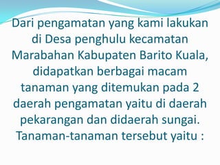 Dari pengamatan yang kami lakukan
    di Desa penghulu kecamatan
Marabahan Kabupaten Barito Kuala,
    didapatkan berbagai macam
  tanaman yang ditemukan pada 2
daerah pengamatan yaitu di daerah
  pekarangan dan didaerah sungai.
 Tanaman-tanaman tersebut yaitu :
 