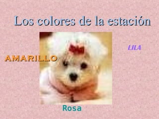 Rosa AMARILLO LILA Los colores de la estación 