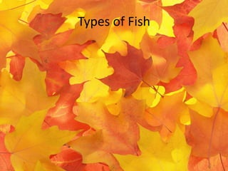 Types of Fish
 