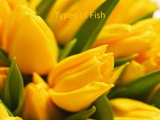 Types of Fish
 