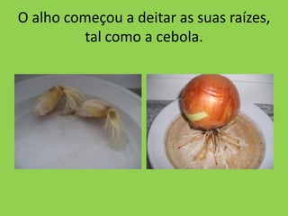 O alho começou a deitar as suas raízes,
         tal como a cebola.
 