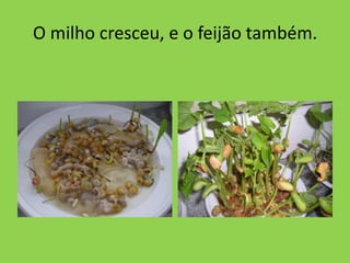 O milho cresceu, e o feijão também.
 