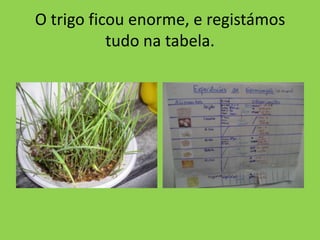 O trigo ficou enorme, e registámos
           tudo na tabela.
 