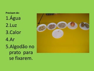 Precisam de:

1.Água
2.Luz
3.Calor
4.Ar
5.Algodão no
  prato para
  se fixarem.
 
