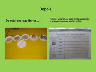 Depois.....

                                 Fizemos uma tabela para irmos registando
De estarem regadinhos...         o seu crescimento e as alterações.
 