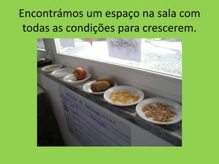 Encontrámos um espaço na sala com
 todas as condições para crescerem.
 
