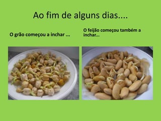 Ao fim de alguns dias....
                              O feijão começou também a
O grão começou a inchar ...   inchar...
 