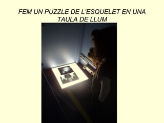 FEM UN PUZZLE DE L’ESQUELET EN UNA
TAULA DE LLUM
 