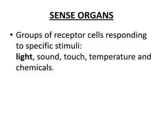 SENSE ORGANS Groups of receptor cells responding to specific stimuli: light, sound, touch, temperature and chemicals. 