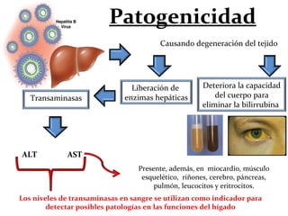 Causando degeneración del tejido
Liberación de
enzimas hepáticas
ALT AST
Los niveles de transaminasas en sangre se utilizan como indicador para
detectar posibles patologías en las funciones del hígado
Presente, además, en miocardio, músculo
esquelético, riñones, cerebro, páncreas,
pulmón, leucocitos y eritrocitos.
Deteriora la capacidad
del cuerpo para
eliminar la bilirrubina
Patogenicidad
Transaminasas
 