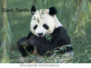Giant Panda Ailuropodamelanoleuca 