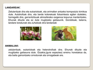 LANDAREAK:
Zelulanitzak dira eta eukariotoak, eta animalien antzeko komposizio kimikoa
dute. Autotrofoak dira, eta berde kolorekoak fotosintesia egiten dutelako,
horregatik dira, garrantzitsuak atmosferako oxigenoa kopurua mantentzeko.
Ehunak dituzte eta ez dute mugitzeko gaitasunik. Goroldioak, belarra,
landare loredunak eta zuhaitzak dira landareak
ANIMALIAK:
zelulanitzak, eukariotoak eta heterotrofoak dira. Ehunak dituzte eta
mugitzeko gaitasuna dute. Gizakia,(gure espeziea) erreinu honetakoa da,
eta baita gainontzeko ornodunak eta ornogabeak ere.
 