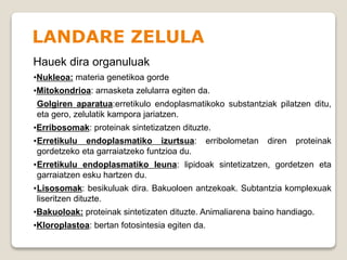 LANDARE ZELULA
Hauek dira organuluak
•Nukleoa: materia genetikoa gorde
•Mitokondrioa: arnasketa zelularra egiten da.
Golgiren aparatua:erretikulo endoplasmatikoko substantziak pilatzen ditu,
eta gero, zelulatik kampora jariatzen.
•Erribosomak: proteinak sintetizatzen dituzte.
•Erretikulu endoplasmatiko izurtsua: erribolometan diren proteinak
gordetzeko eta garraiatzeko funtzioa du.
•Erretikulu endoplasmatiko leuna: lipidoak sintetizatzen, gordetzen eta
garraiatzen esku hartzen du.
•Lisosomak: besikuluak dira. Bakuoloen antzekoak. Subtantzia komplexuak
liseritzen dituzte.
•Bakuoloak: proteinak sintetizaten dituzte. Animaliarena baino handiago.
•Kloroplastoa: bertan fotosintesia egiten da.
 