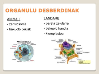 ORGANULU DESBERDINAK
ANIMALI
- zentrosoma
- bakuolo txikiak
LANDARE
- pareta zelularra
- bakuolo handia
- kloroplastoa
 