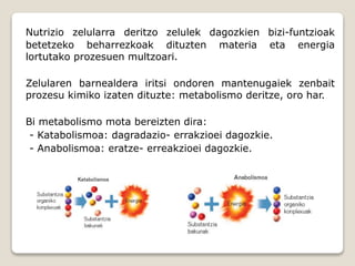 Nutrizio zelularra deritzo zelulek dagozkien bizi-funtzioak
betetzeko beharrezkoak dituzten materia eta energia
lortutako prozesuen multzoari.
Zelularen barnealdera iritsi ondoren mantenugaiek zenbait
prozesu kimiko izaten dituzte: metabolismo deritze, oro har.
Bi metabolismo mota bereizten dira:
- Katabolismoa: dagradazio- errakzioei dagozkie.
- Anabolismoa: eratze- erreakzioei dagozkie.
 