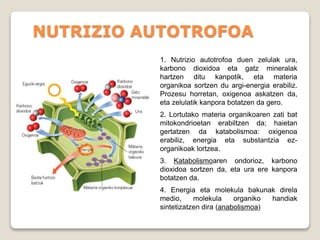 NUTRIZIO AUTOTROFOA
1. Nutrizio autotrofoa duen zelulak ura,
karbono dioxidoa eta gatz mineralak
hartzen ditu kanpotik, eta materia
organikoa sortzen du argi-energia erabiliz.
Prozesu horretan, oxigenoa askatzen da,
eta zelulatik kanpora botatzen da gero.
2. Lortutako materia organikoaren zati bat
mitokondrioetan erabiltzen da; haietan
gertatzen da katabolismoa: oxigenoa
erabiliz, energia eta substantzia ez-
organikoak lortzea.
3. Katabolismoaren ondorioz, karbono
dioxidoa sortzen da, eta ura ere kanpora
botatzen da.
4. Energia eta molekula bakunak direla
medio, molekula organiko handiak
sintetizatzen dira (anabolismoa)
 