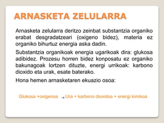 ARNASKETA ZELULARRA
Arnasketa zelularra deritzo zeinbat substantzia organiko
erabat desgradatzeari (oxigeno bidez), materia ez
organiko bihurtuz energia aska dadin.
Substantzia organikoak energia ugarikoak dira: glukosa
adibidez. Prozesu horren bidez konposatu ez organiko
bakunagoak lortzen dituzte, energi urrikoak: karbono
dioxido eta urak, esate baterako.
Hona hemen arnasketaren ekuazio osoa:
Glukosa +oxigenoa Ura + karbono dioxidoa + energi kimikoa
 