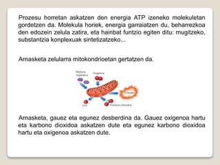 Prozesu horretan askatzen den energia ATP izeneko molekuletan
gordetzen da. Molekula horiek, energia garraiatzen du, beharrezkoa
den edozein zelula zatira, eta hainbat funtzio egiten ditu: mugitzeko,
substantzia konplexuak sintetizatzeko...
Arnasketa zelularra mitokondrioetan gertatzen da.
Arnasketa, gauez eta egunez desberdina da. Gauez oxigenoa hartu
eta karbono dioxidoa askatzen dute eta egunez karbono dioxidoa
hartu eta oxigenoa askatzen dute.
 