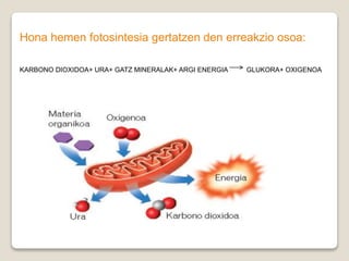 Hona hemen fotosintesia gertatzen den erreakzio osoa:
KARBONO DIOXIDOA+ URA+ GATZ MINERALAK+ ARGI ENERGIA GLUKORA+ OXIGENOA
 