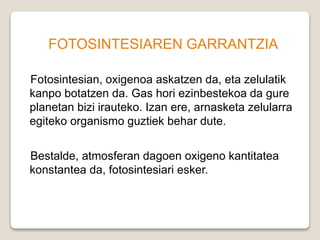 FOTOSINTESIAREN GARRANTZIA
Fotosintesian, oxigenoa askatzen da, eta zelulatik
kanpo botatzen da. Gas hori ezinbestekoa da gure
planetan bizi irauteko. Izan ere, arnasketa zelularra
egiteko organismo guztiek behar dute.
Bestalde, atmosferan dagoen oxigeno kantitatea
konstantea da, fotosintesiari esker.
 
