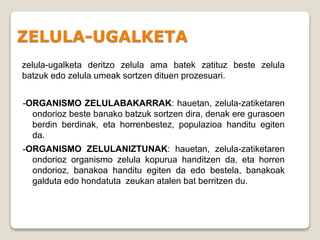 ZELULA-UGALKETA
zelula-ugalketa deritzo zelula ama batek zatituz beste zelula
batzuk edo zelula umeak sortzen dituen prozesuari.
-ORGANISMO ZELULABAKARRAK: hauetan, zelula-zatiketaren
ondorioz beste banako batzuk sortzen dira, denak ere gurasoen
berdin berdinak, eta horrenbestez, populazioa handitu egiten
da.
-ORGANISMO ZELULANIZTUNAK: hauetan, zelula-zatiketaren
ondorioz organismo zelula kopurua handitzen da, eta horren
ondorioz, banakoa handitu egiten da edo bestela, banakoak
galduta edo hondatuta zeukan atalen bat berritzen du.
 