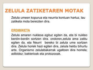 ZELULA ZATIKETAREN MOTAK
Zelula umeen kopurua eta neurria kontuan hartuz, lau
zatiketa mota bereizten dira.
ERDIBIKETA
Zelula amaren nukleoa egituz egiten da, eta bi nukleo
berdin-berdin sortzen dira. ondoren,zelula ama zatitu
egiten da, eta Neurri bereko bi zelula ume sortzen
dira. Zelula horiek hazi egiten dira, zelula heldu bihurtu
arte. Organismo zelulabakarrak ugaltzen dira horrela;
adibidez; bakterioak eta protozooak.
 