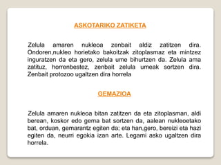 ASKOTARIKO ZATIKETA
Zelula amaren nukleoa zenbait aldiz zatitzen dira.
Ondoren,nukleo horietako bakoitzak zitoplasmaz eta mintzez
inguratzen da eta gero, zelula ume bihurtzen da. Zelula ama
zatituz, horrenbestez, zenbait zelula umeak sortzen dira.
Zenbait protozoo ugaltzen dira horrela
GEMAZIOA
Zelula amaren nukleoa bitan zatitzen da eta zitoplasman, aldi
berean, koskor edo gema bat sortzen da, aalean nukleoetako
bat, orduan, gemarantz egiten da; eta han,gero, bereizi eta hazi
egiten da, neurri egokia izan arte. Legami asko ugaltzen dira
horrela.
 