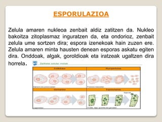 ESPORULAZIOA
Zelula amaren nukleoa zenbait aldiz zatitzen da. Nukleo
bakoitza zitoplasmaz inguratzen da, eta ondorioz, zenbait
zelula ume sortzen dira; espora izenekoak hain zuzen ere.
Zelula amaren minta hausten denean esporas askatu egiten
dira. Onddoak, algak, goroldioak eta iratzeak ugaltzen dira
horrela.
 