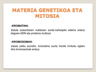 MATERIA GENETIKOA ETA
MITOSIA
-KROMATINA:
Zelula eukariotoen nukleoan zuntz-nahaspila ederra eratuz
dagoen ADN eta proteina multzoa
-KROMOSOMAK:
zelula zatitu aurretin, kromatina zuntz horiek trinkotu egiten
dira kromosomak eratuz.
 