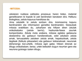 -MITOSIA:
zelularen nukleoa zatitzeko prozesua; haren bidez, material
genetikoaren bi kopiak bi zati berdinetan banatzen dira. Helburu
biologikoa, zelula kopurua handitzea da.
Ama zelulatik bi zelula sortzen dira, kromosoma kopuru
berdinarekin eta informazion genetiko berdinarekin. Gorputzak
mitosia erabiltzen du, zahartzen eta hiltzen diren zelulak
ordezkatzeko (zelula berriz), hazkunde-fasea zauriak
kompontzeko. Zelula mota arabera, mitosia egiteko gaitasuna
desberdina da: gaitasun handienekoak, odol zeluleen zelula
amak, larruazaleko zeluleen zelula amak, hepatozitoak, zelula
ilegileak (folikulo pilosoetan) eta gaitasun txikienekoak: neuronak
(lehenengo bizi-urtetik, mitosia egin gabe; hiltzen direnak ez
ditugu ordezkatzen, beraz, urtek betezten dugun neurrian gero eta
neurona gutxiago izaten ditugu.
 