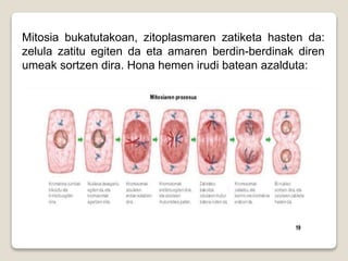 Mitosia bukatutakoan, zitoplasmaren zatiketa hasten da:
zelula zatitu egiten da eta amaren berdin-berdinak diren
umeak sortzen dira. Hona hemen irudi batean azalduta:
 