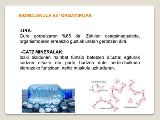 -URA:
Gure gorputzaren %65 da. Zelulen osagainagusiada,
organismoaren erreakzio guztiak uretan gertatzen dira.
-GATZ MINERALAK:
Izaki bizidunen hainbat funtzio betetzen dituzte: egiturak
sortzen dituzte eta parte hartzen dute nerbio-bulkada
elaratzeko funtzioan, nahiz muskulu uzkurduran.
BIOMOLEKULA EZ- ORGANIKOAK
 